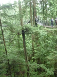 Tree top Adventure Tree top Adventure, Capillano