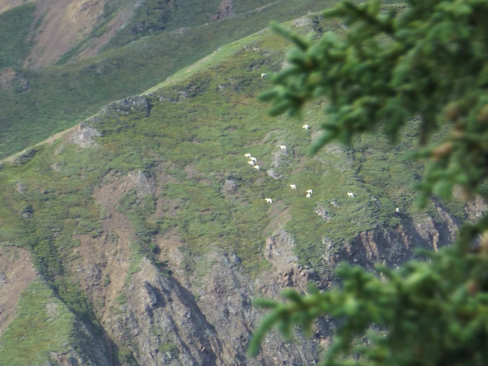 The white dots on the mountain are Dall sheep.