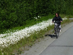 Biking along beautiful daises