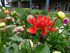 Dinner size plate Dahlias