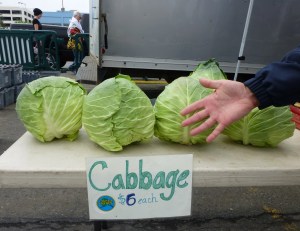Huge Cabbage