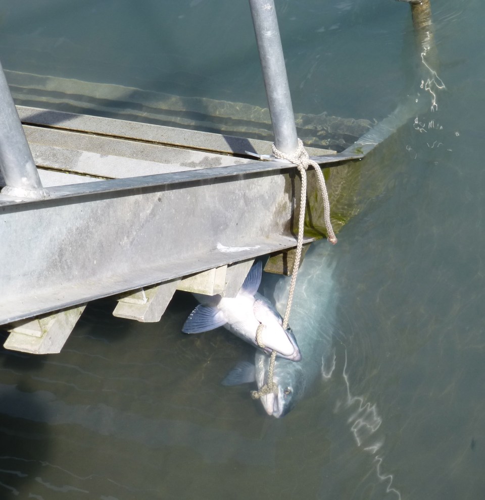 Salmon Fishing in AK