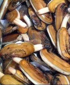 Alaskan Razor Clams