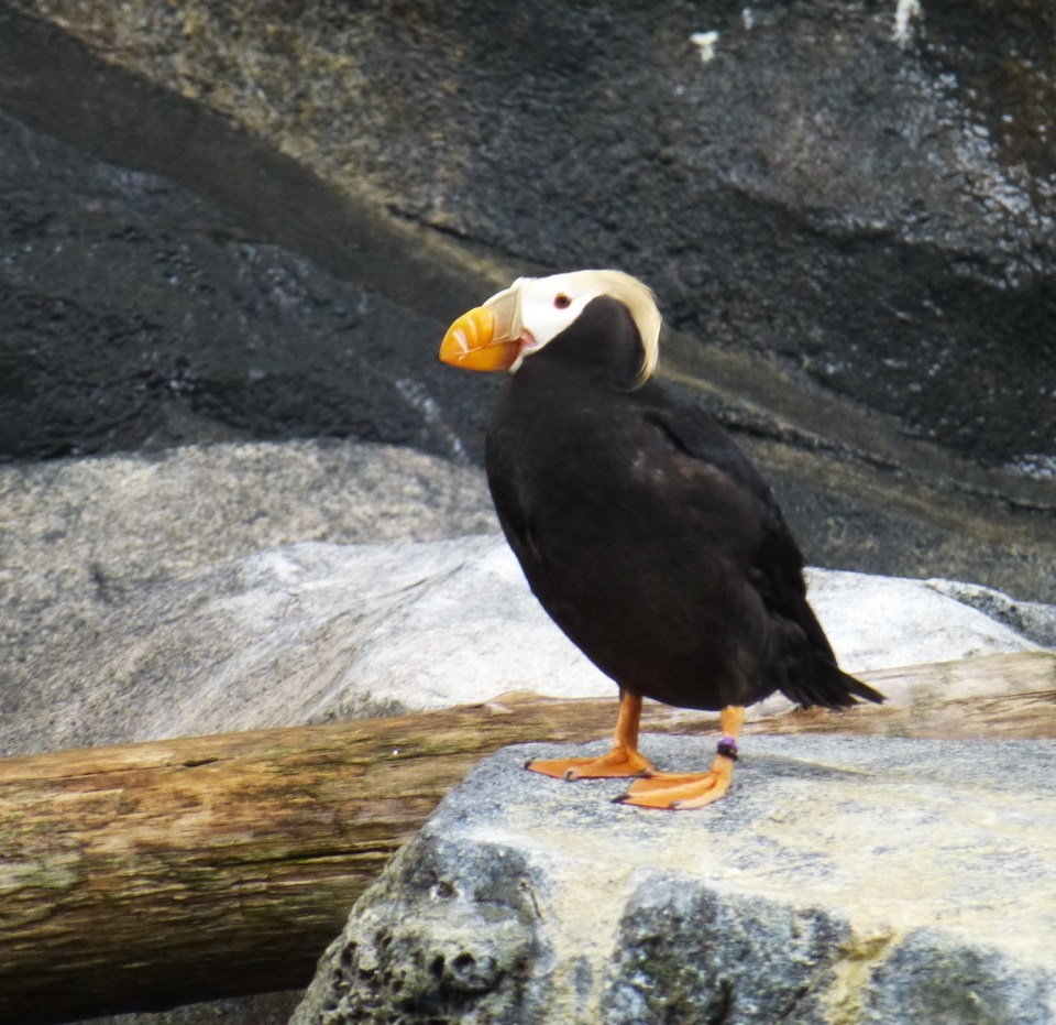 Tufted Puffin