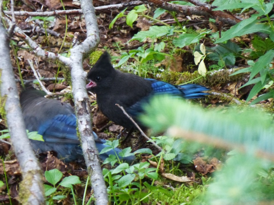 Birds mating next to our site