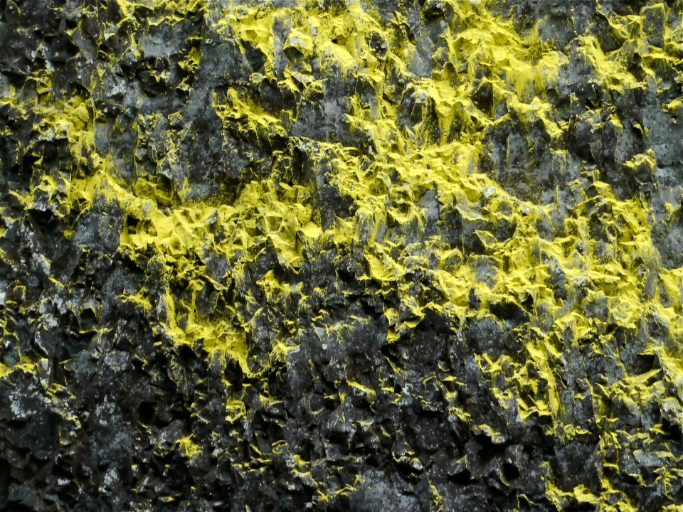 Close up of yellow lichen , Latourell Falls