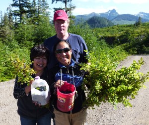 Wild Blueberries for the picking Alaska
