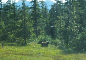 Wild Blueberries for the picking Alaska