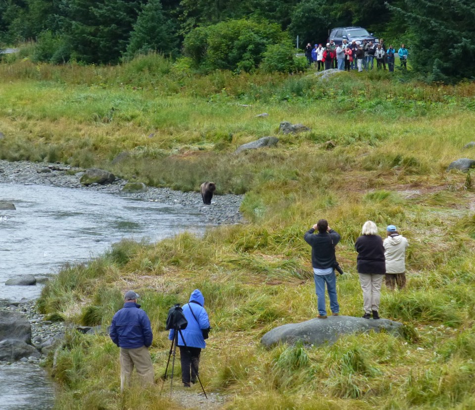 Grizzly Bear, Alaska