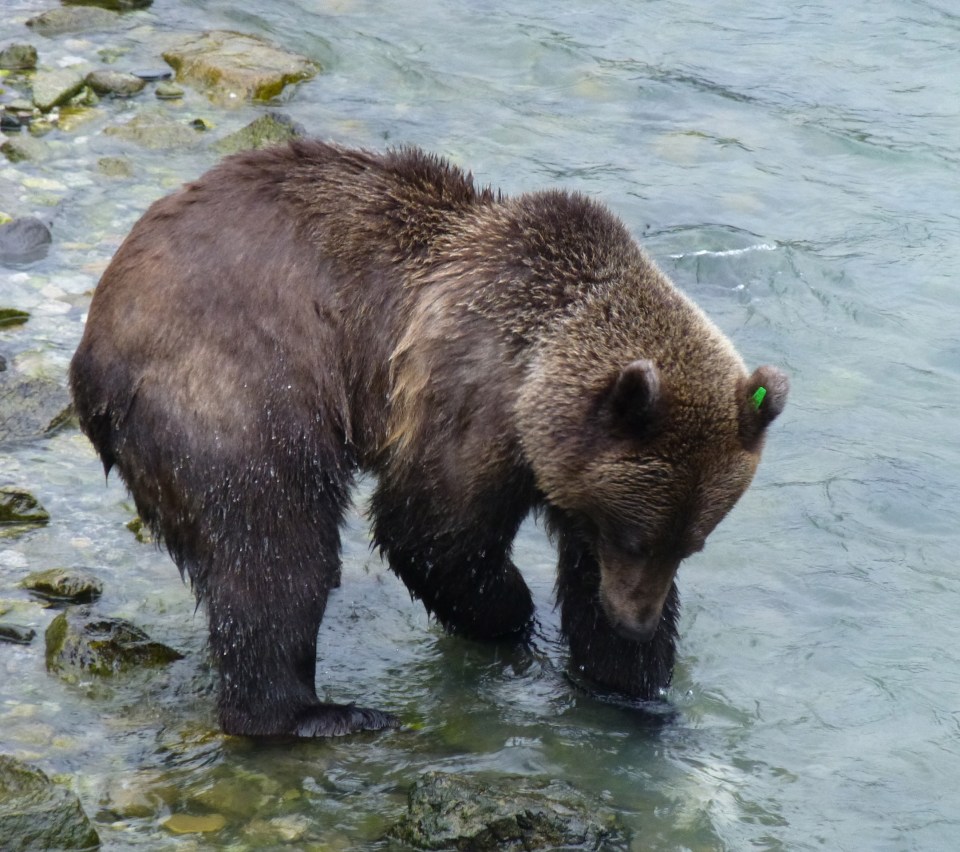 Grizzly Bear, Alaska