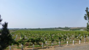 Orchards and Vineyards Orchards and Vineyards,WA