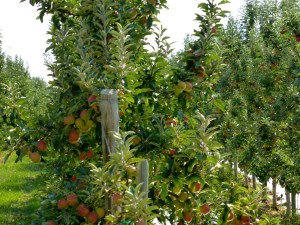Delicious Washington Apples Washington Apples