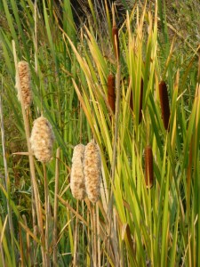 Cat's Tail Yakima Greenway Trail