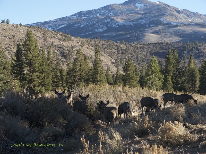 Deer along the highway