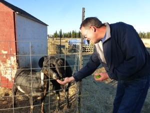 Feeding Goats
