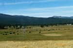 Happy Cows from California