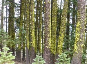 Lichens covering trunks of Ponderosa Pines