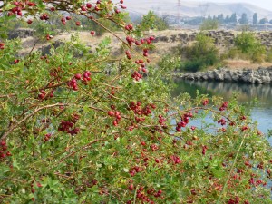 Riverfront Trail at The Dalles