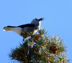 Clark Nutcracker