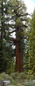 Grizzly giant