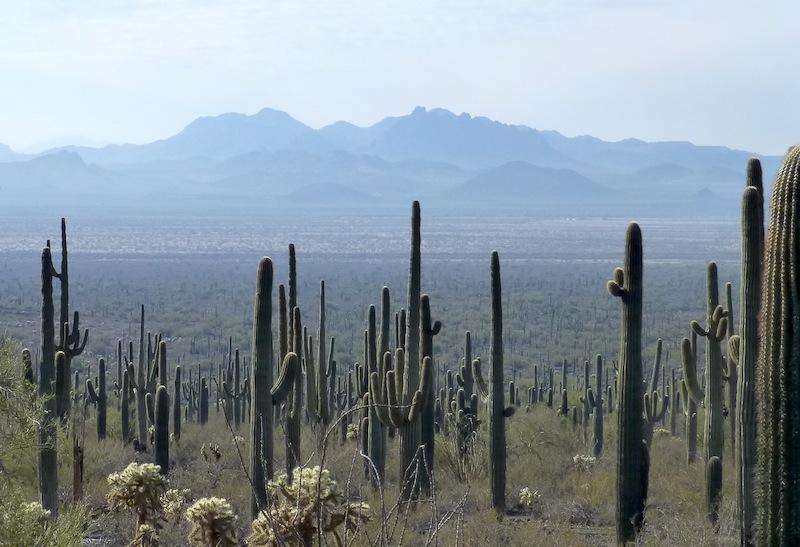 Saguaro