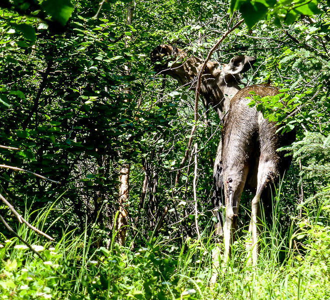 Moose 