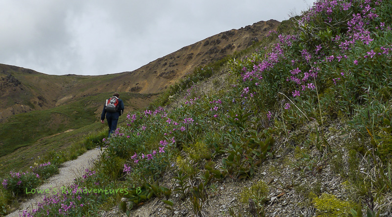 Alpine Trail, Denali National Park