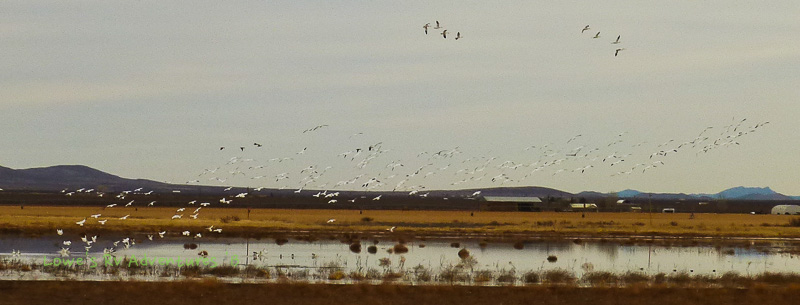 Snow Geese, White Water Draw