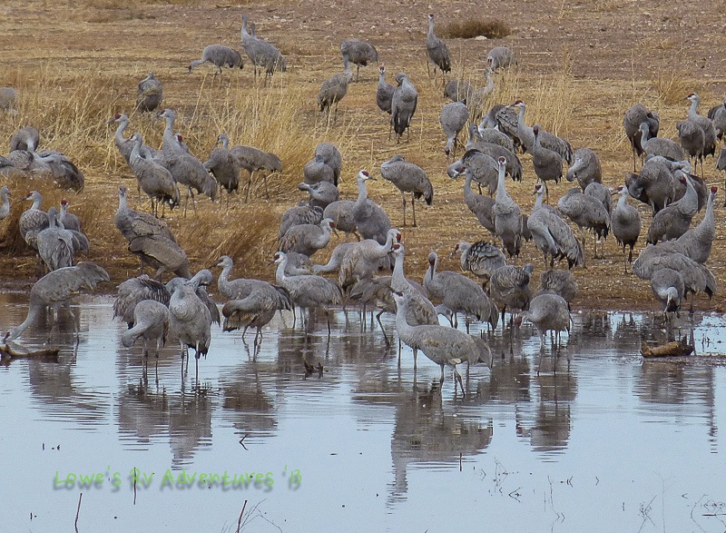 Sandhill Cranes