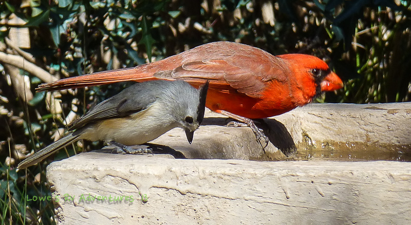 Cardinal and Tufted Titmouse