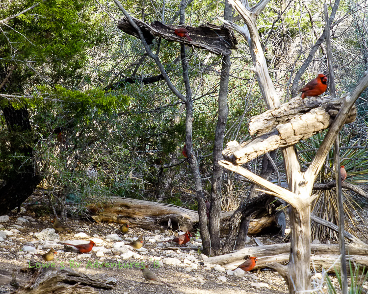 Cardinals at play