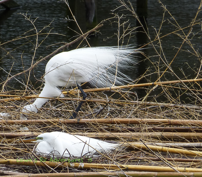 Egret developing aigrettes.
