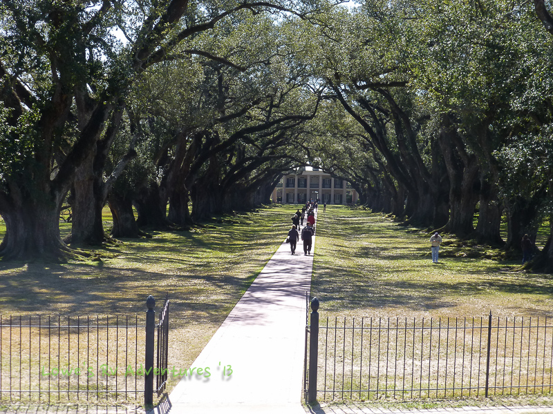 Alley of Oaks