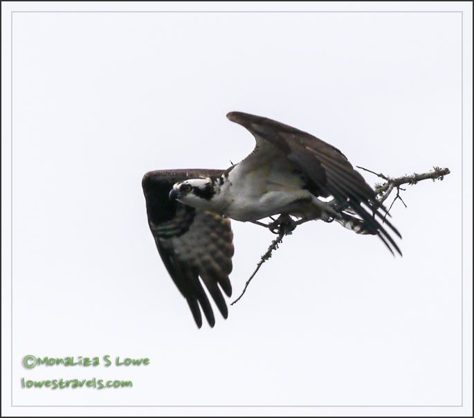 Osprey