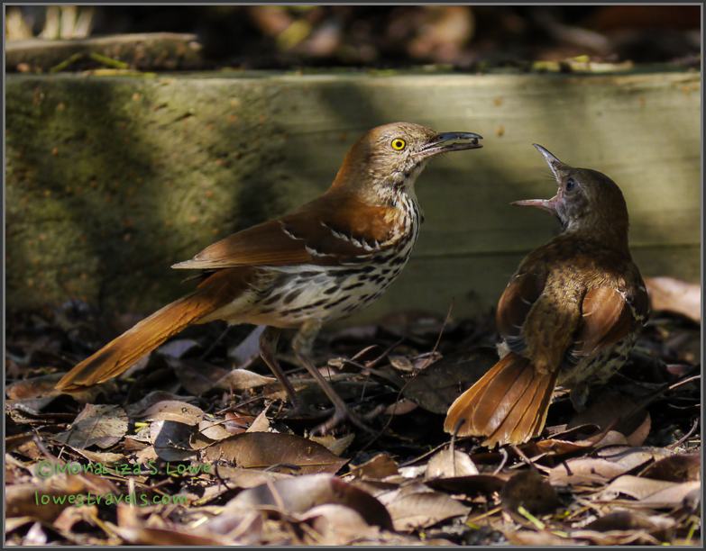 Wood Thrush