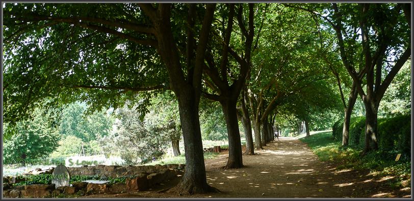 Mulberry Row