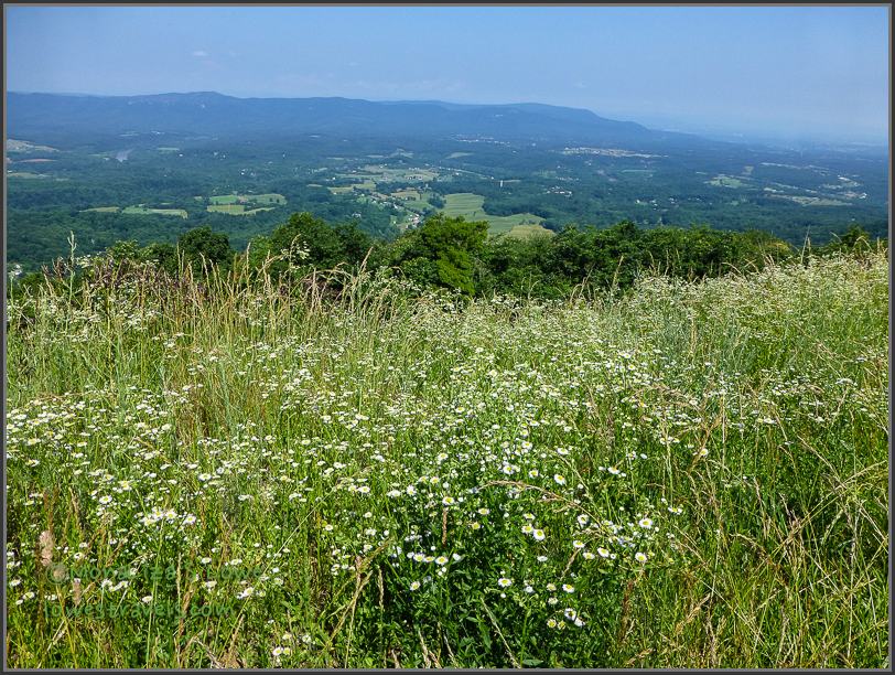 Blooming Wildflowers