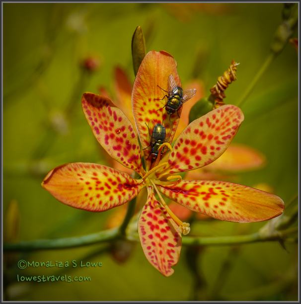 Niagara Botanical Garden
