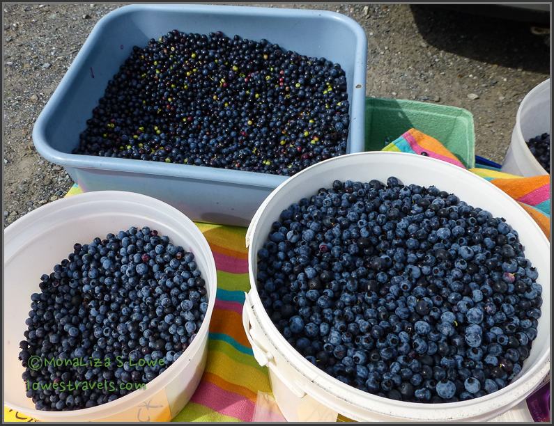 Wild Blueberries