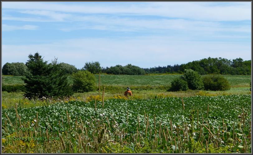 Homestead Trail, PEI Homestead Trail, PEI