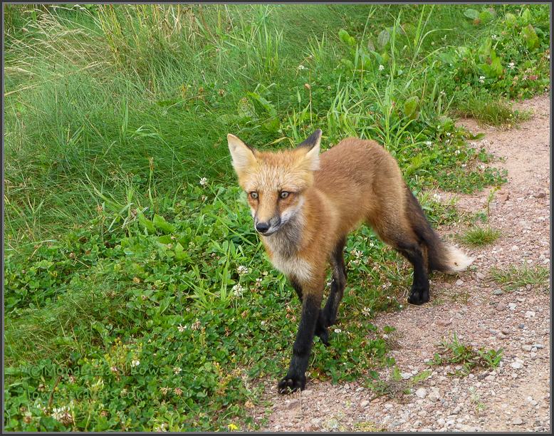 Red Fox Red Fox