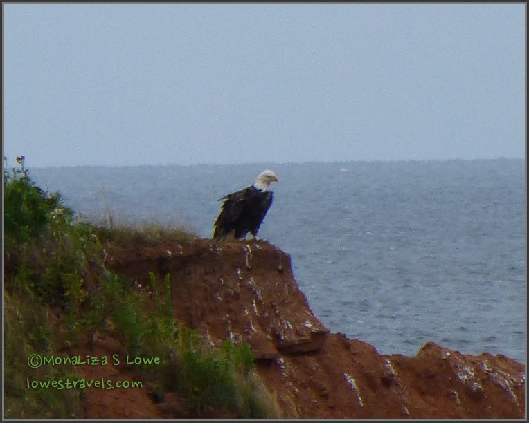 Yup it is a Bald Eagle Bald Eagle