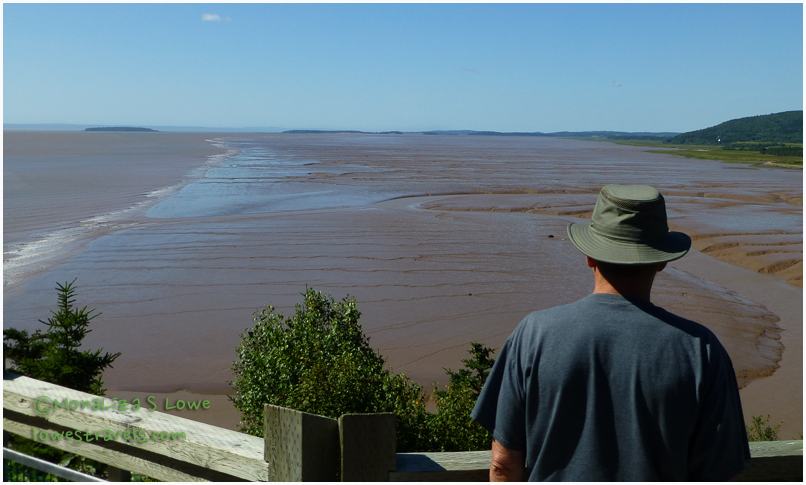 Hopewell's Mud Flats