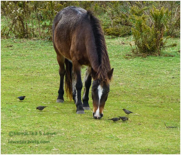 Ocracoke Pony