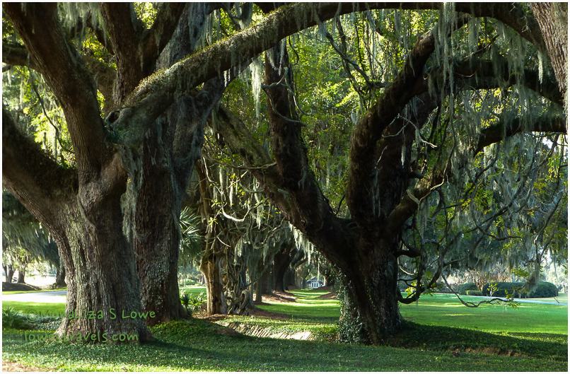 Avenue of the Oaks Avenue of the Oaks