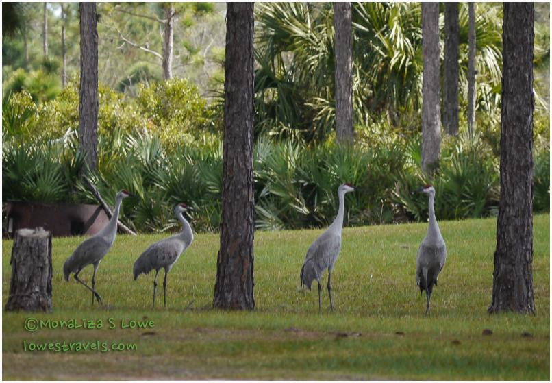 Sandhill Cranes