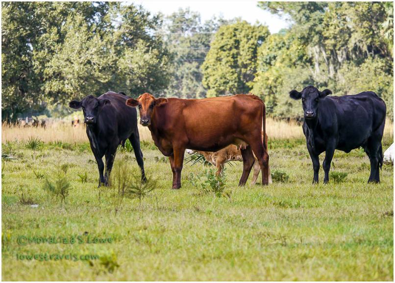 Lake Monroe Conservation Area