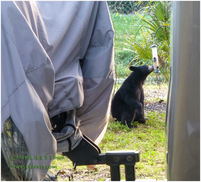 Black Bear in Florida