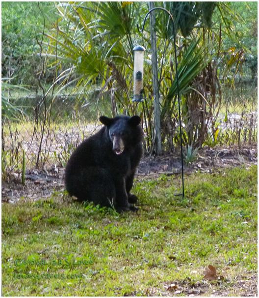 Black Bear in Florida