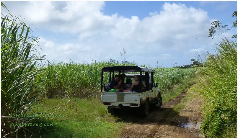Sugar Cane Plantation, St Joseph Barbados